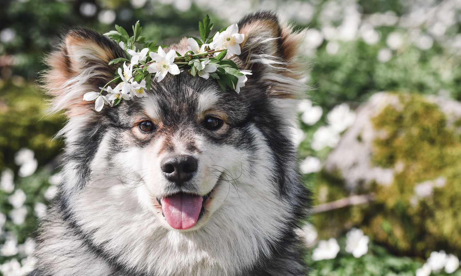 Laser Therapy for Dogs