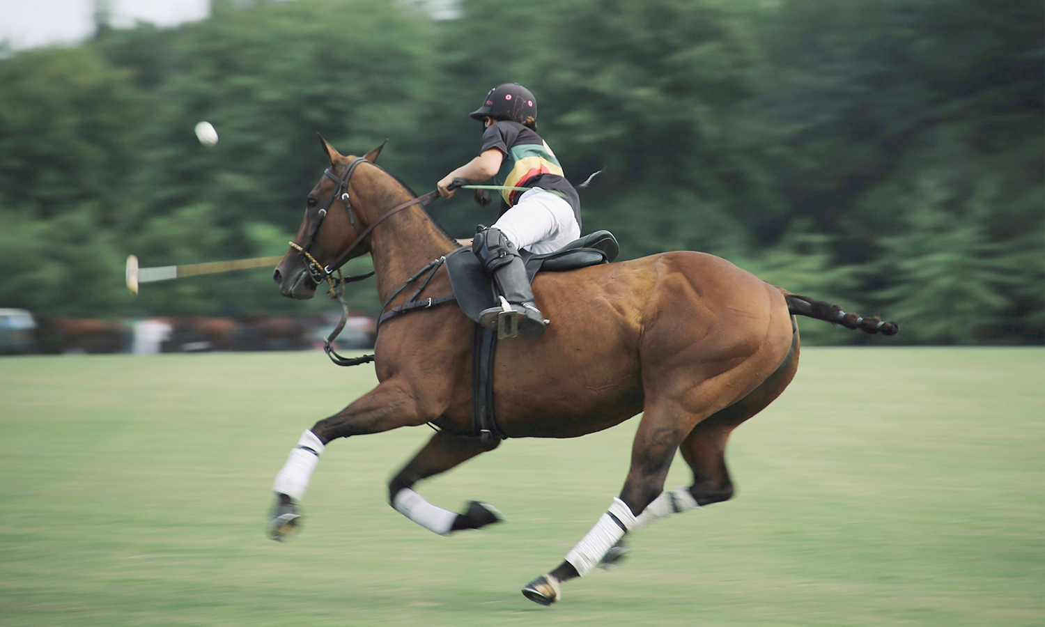 What Is Equine Laser Therapy?