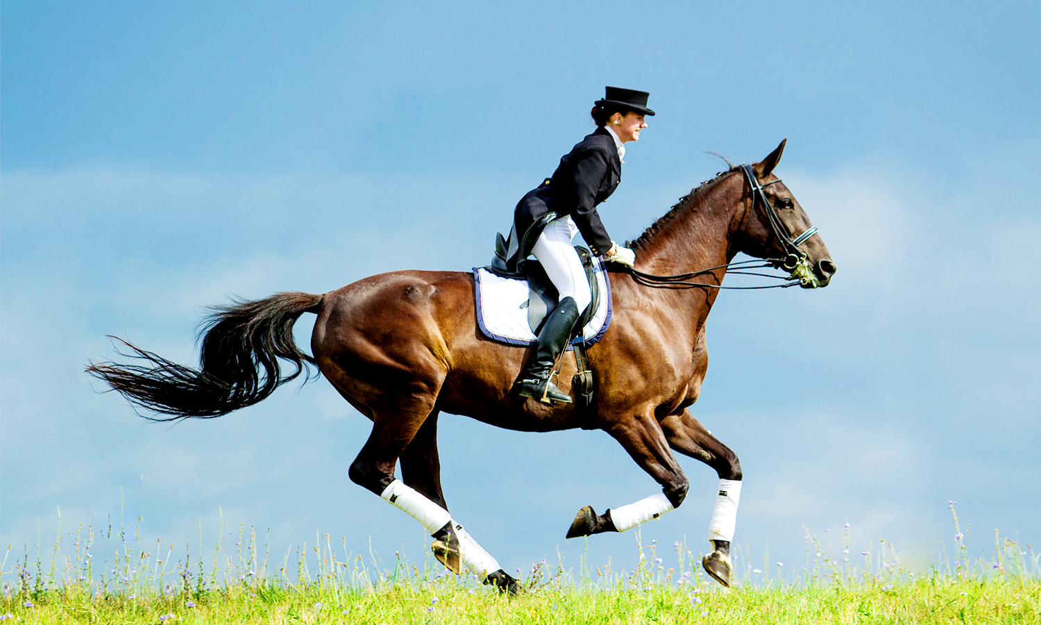 Laser Therapy for Horses