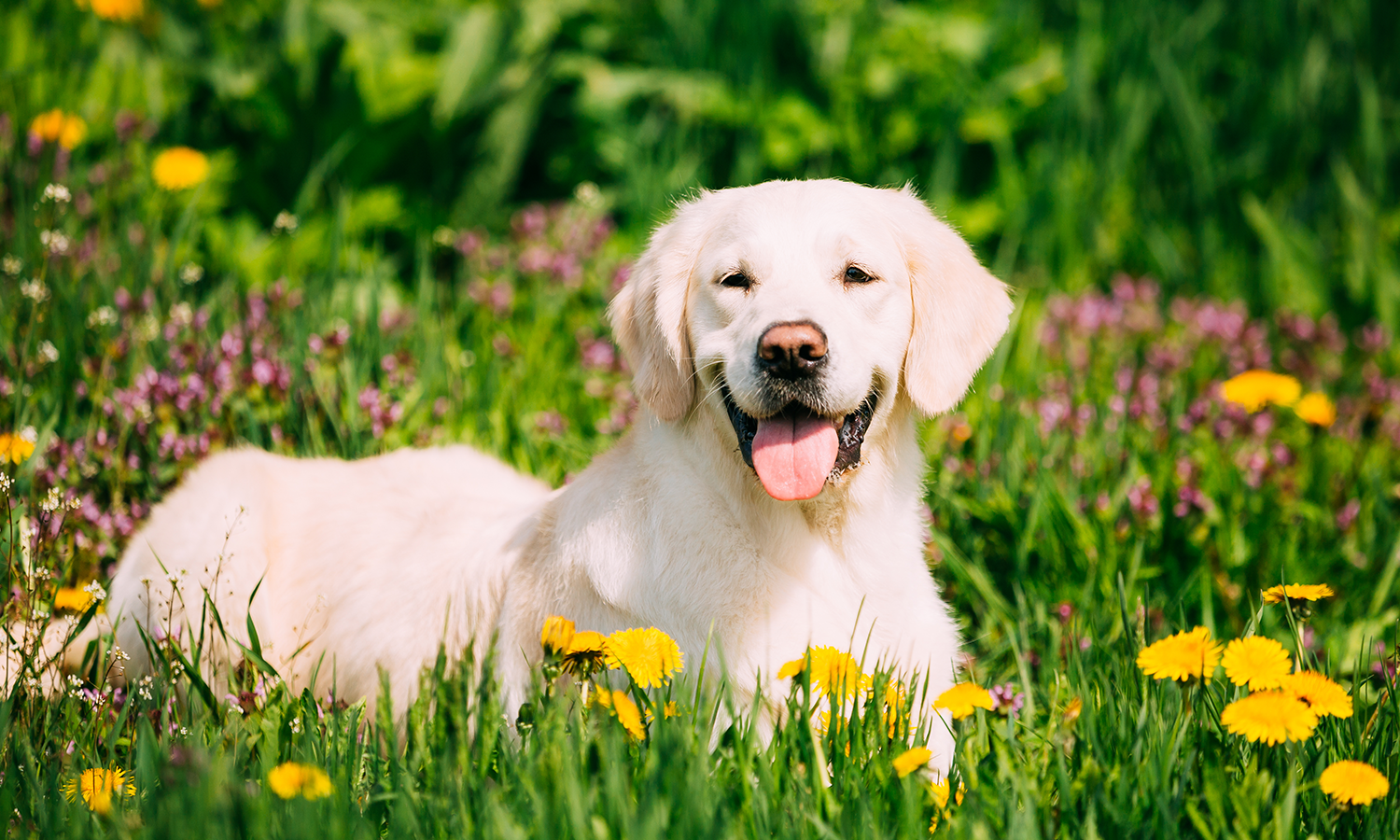 Laser Therapy for Dogs: Best Treatment for Pain Relief and Recovery