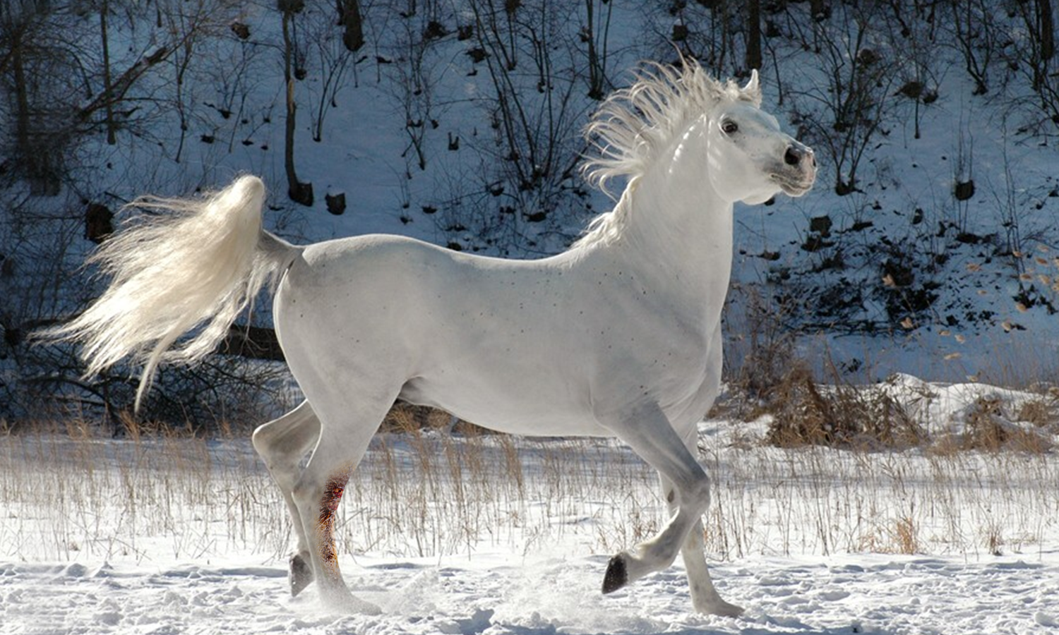 Healing Horses with Light: The Rise of Equine Laser Therapy