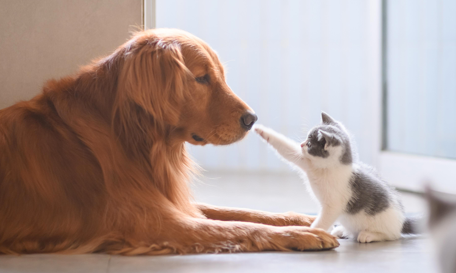 Pets, Pain, and Lasers: How Veterinary Laser Therapy is Saving Lives