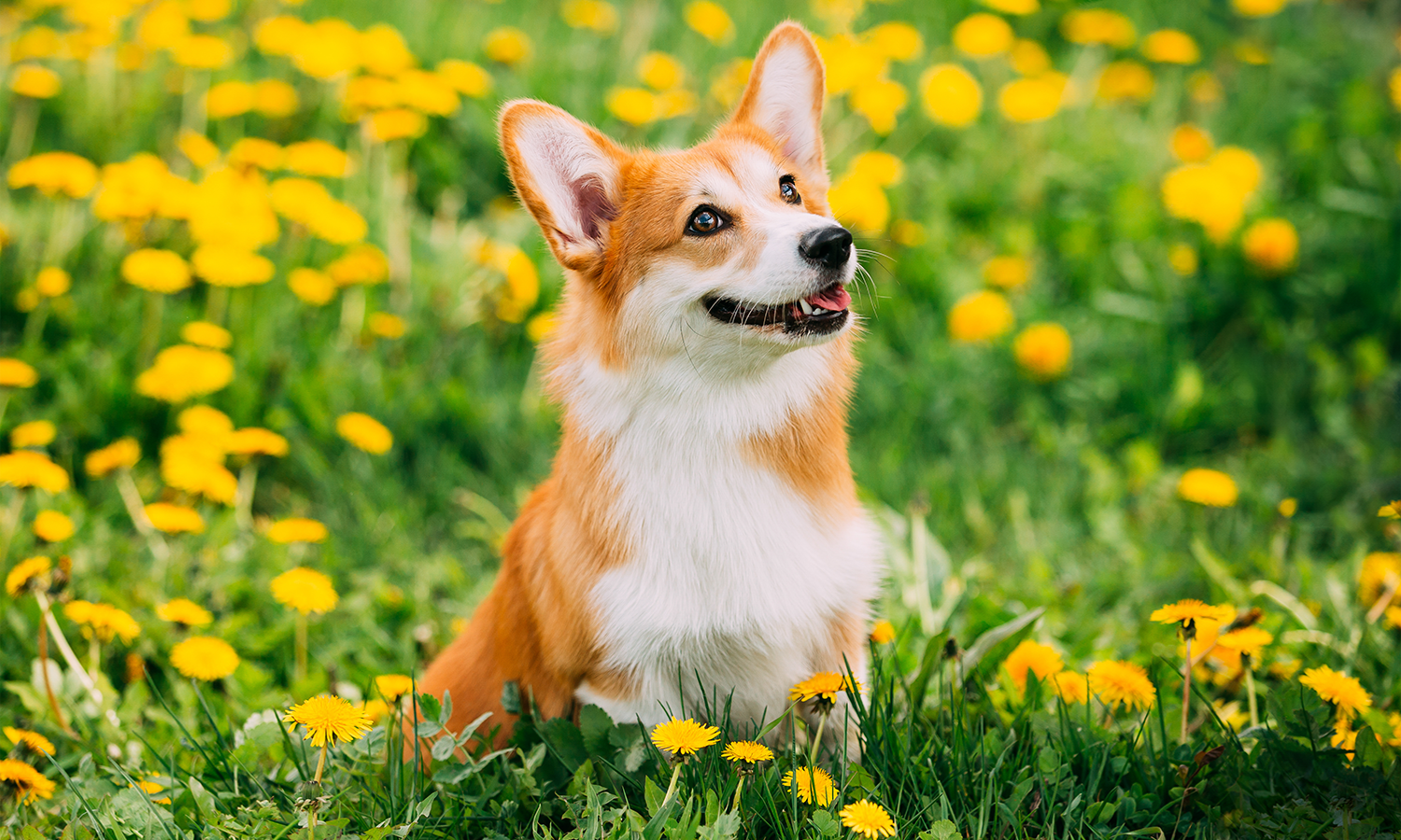 Laser Therapy for Dogs: Key Benefits, Applications & Safety Tips